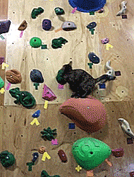 Porn thenatsdorf:Rock climbing cat. [full video] photos