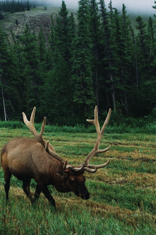 r2–d2:elk