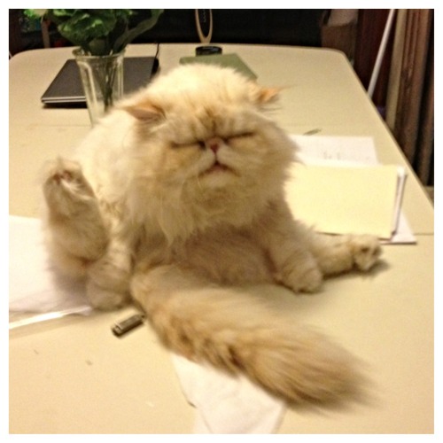 lucifurfluffypants:Mom came home from work last night, went into the kitchen, started to make dinner