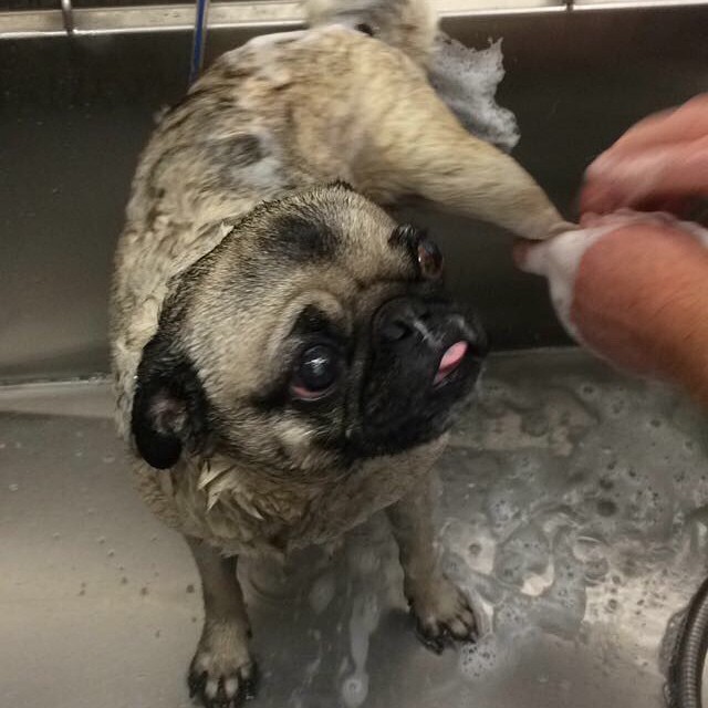 ilovepugs4ever:  Follow Dog Quotes.