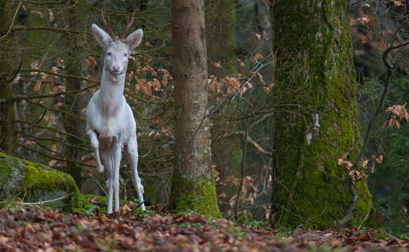 megarah-moon:  “Albino Deer” by Herve Balland 