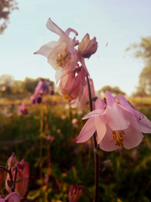 (Aquilegia) .