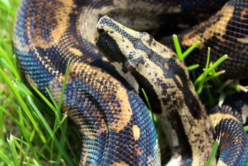 almightyshadowchan: Freshly shed longi + sun = SHINY Jambi, 2015 Peruvian Long Tail Boa (Boa c. long