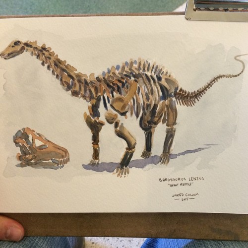 jaredlovestodraw: Barosaurus, American Natural History Museum #watercolor #dinosaurs #sketch