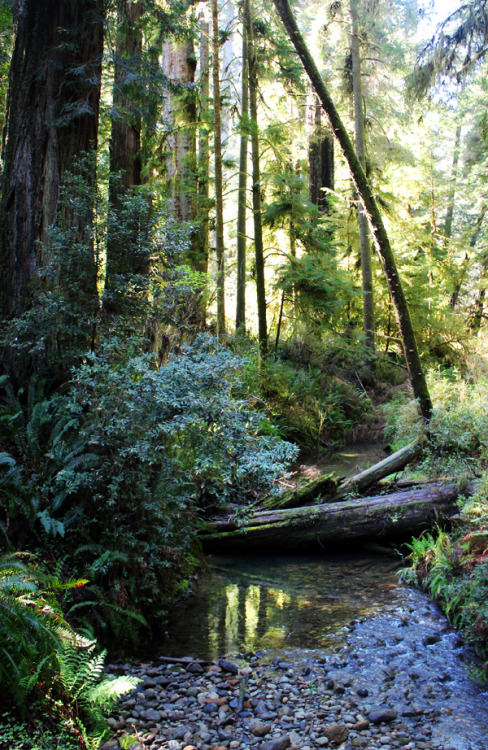 bright-witch:Redwood Creek Print Shop50% of print shop proceeds will be donated to a charity of your