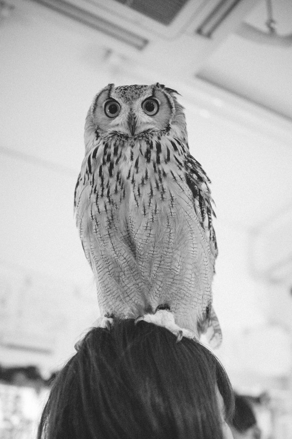 lottaringqvist:  When in Tokyo we visited an owl café. For one hour you were allowed