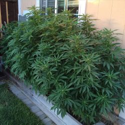 weedporndaily:  🌳Can’t wait to see the end result #PurpleDiesel by valleyrec420