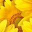 sunflowerisme