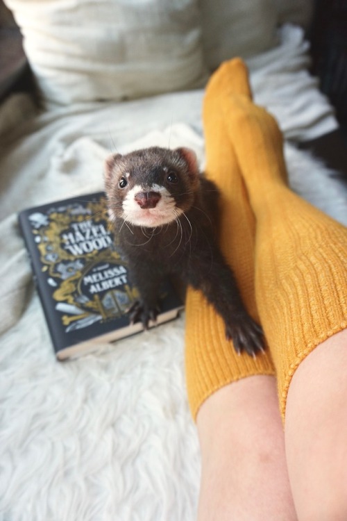 the-book-ferret:Will you read to me?