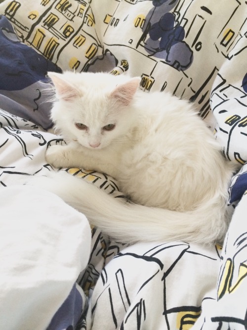 shlre:Dessa loves the bedspread too.