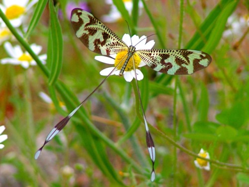 cool-critters:Nemoptera bipennisNemoptera bipennis is a species of slow flying insect in the family 