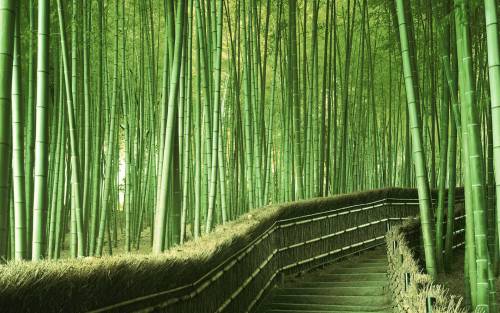 devouring-souls:  odditiesoflife:  Sagano Bamboo Forest, Japan This stunning bamboo forest is located in the Arashiyama district on the west outskirts of Kyoto, Japan. It is one of the most amazing natural sites in the country. An interesting fact about S