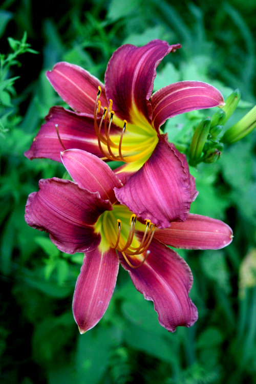 twilightsolo-photography: Two Purple and Yellow Tiger Lilies ©twilightsolo-photography