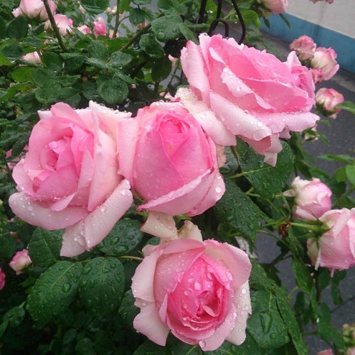 つるヒストリー #バラ #rose #gardening