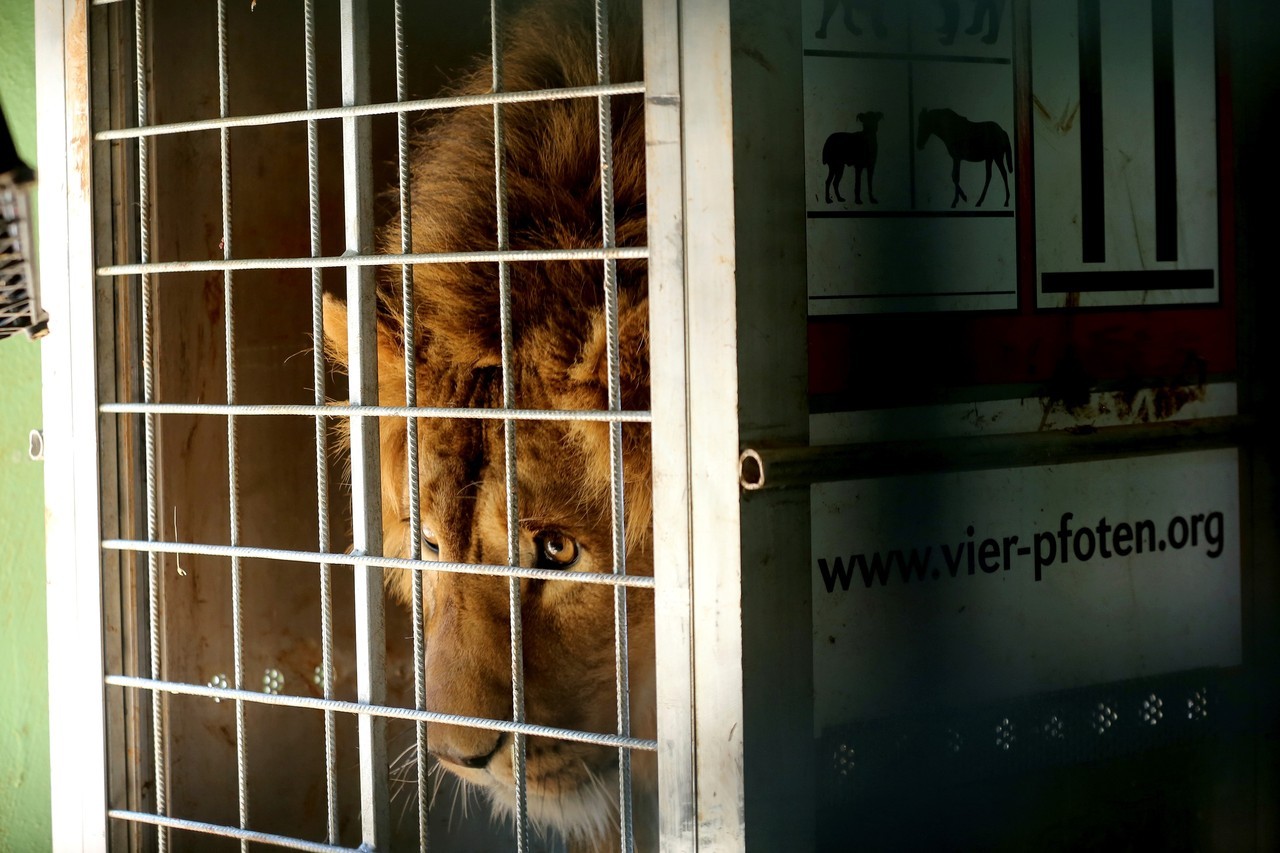 DOS LEONES RESCATADOS DE LOS CONFLICTOS DE MEDIO ORIENTE. Saeed y Simba fueron rescatados en zonas de guerra de Irak y Siria y on reubicados en su nuevo hogar en Sudáfrica luego de pasar unos días en Jordania, donde se recuperaron del trauma físico y...