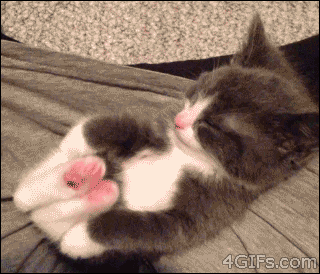 daily-biology:  When kitty moves from light into deep sleep, his body relaxes, he