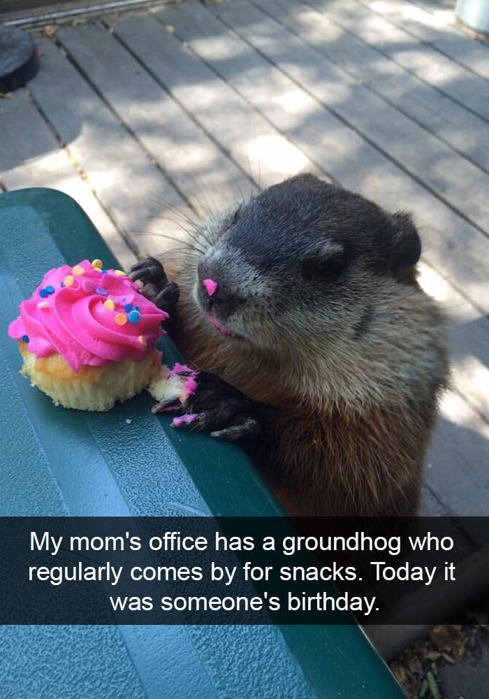 animalsnaps:More animal snaps