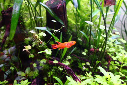 aquashrimp:My new killifish pair!Golden Lyretail species (Aphyosemion australe gold)