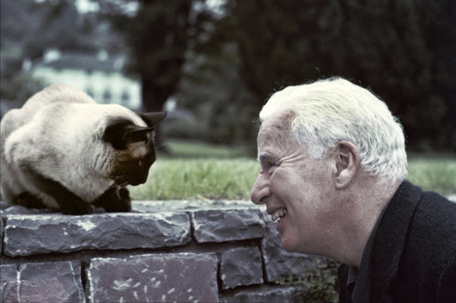 Charlie Chaplin on the grounds of his home in Vevey, Switzerland, admiring one of the family Siamese cats, 1955.
While he had his greatest success with a dog by his side, Charlie Chaplin had a preference for cats…they appeared in many of his...