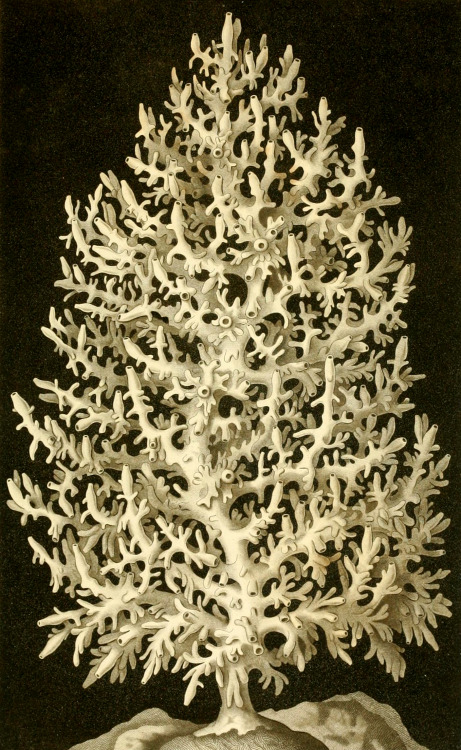 Ernst Haeckel - Die Kalkschwämme - 1872 - via Internet Archive