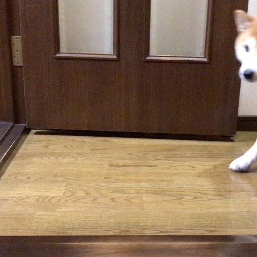 今朝トコまるこは、出たり入ったり #柴犬まるこ #柴犬 #shibainu #shiba #dog #日本犬 #まるこ #まる #shibaken #犬 #marco #pecotv #今朝トコ #今