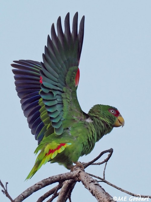 White-fronted Parrot (Amazona albifrons) © Mary Goodart