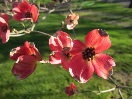 Ornamental dogwood.