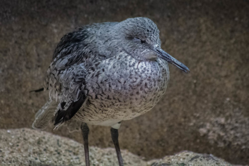  Monterey Bay Aquarium | 04-08-2017 