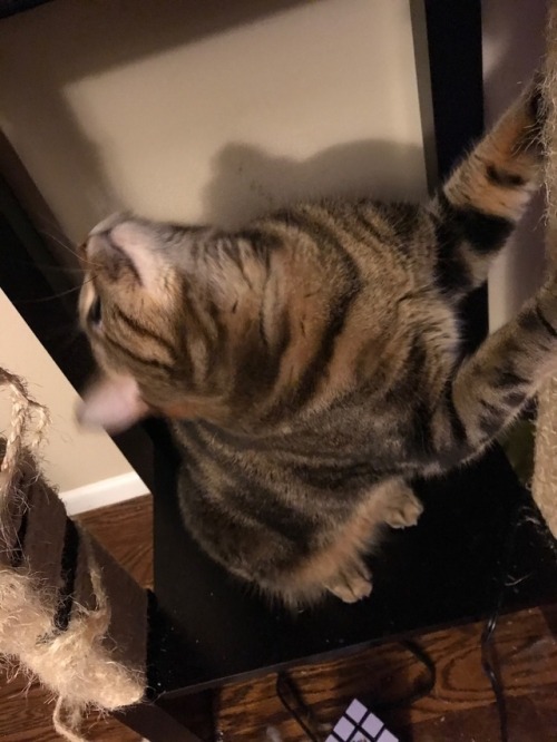 chaos-and-their-cats: Kotetsu suddenly very into the scratching post