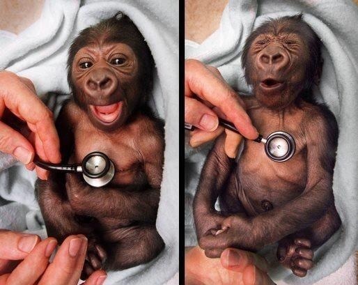 cute-overload:  Newborn gorilla reacting to a cold stethoscopehttp://cute-overload.tumblr.com