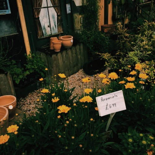 sorciere-celtique:nico’s, ballycastle
