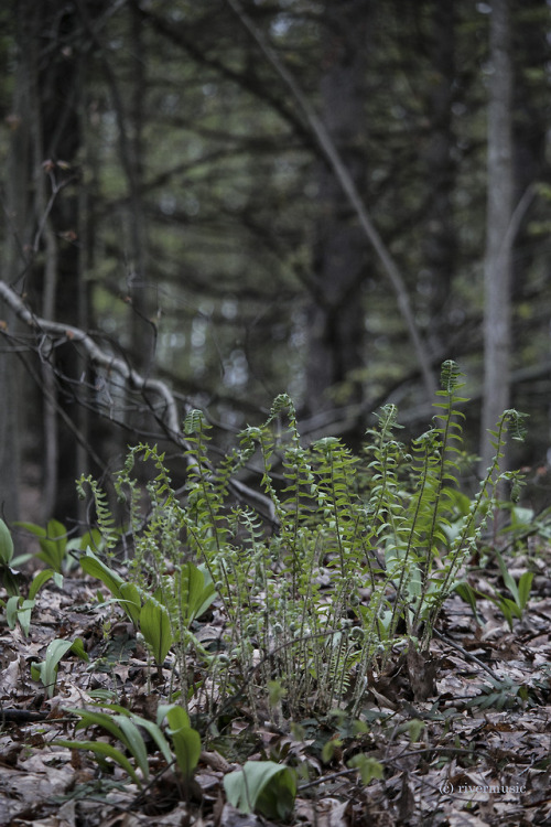 Ferns emerge shyly from their bed of autumn leaves, western New York Stateriverwindphotography, May 
