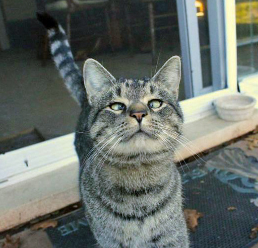 tastefullyoffensive:  Cross-Eyed CatsPreviously: Derpy Cats, Derpy Dogs