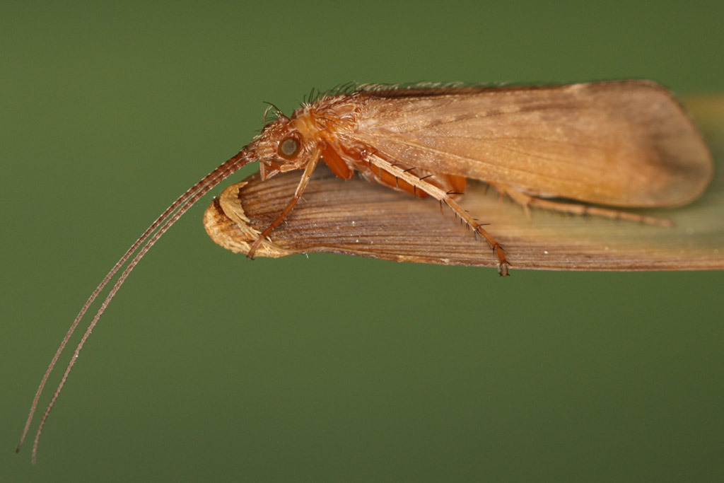 the sun at night — Order trichoptera, the caddisflies, consists of...