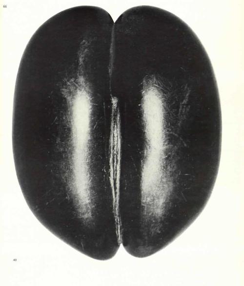Yoni/ Coconut Shell, South India, 19th centuryfrom Tantra art its philosophy and physics by Ajit Moo