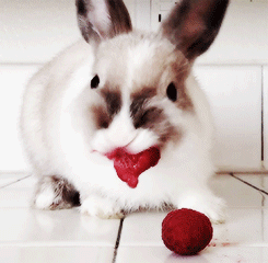   bunny eating rasberries  