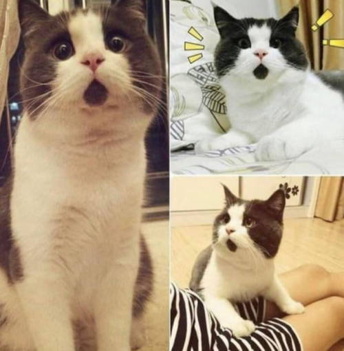 This cat&rsquo;s chin fur makes him look forever surprised