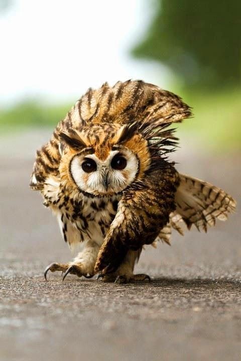  Running Owl, Animals http://bit.ly/1kTjYd4  ok…this is slightly terrifying. i’m sure hplessflirt would disagree lol
