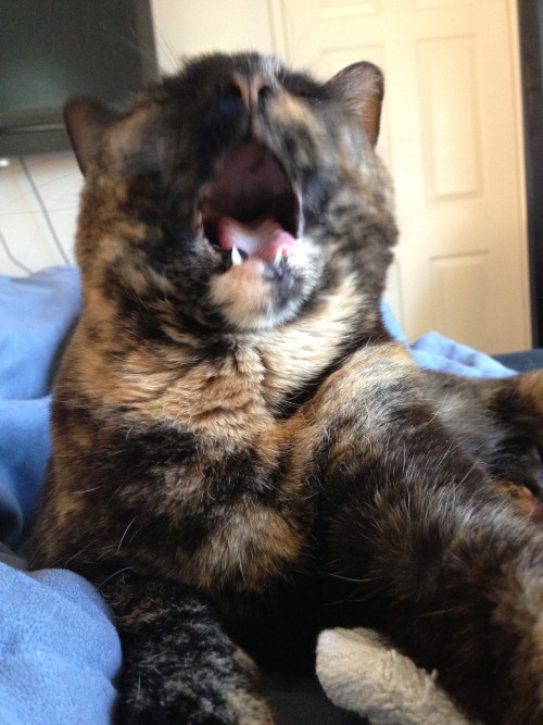 derpycats:  Wedge, mid-yawn