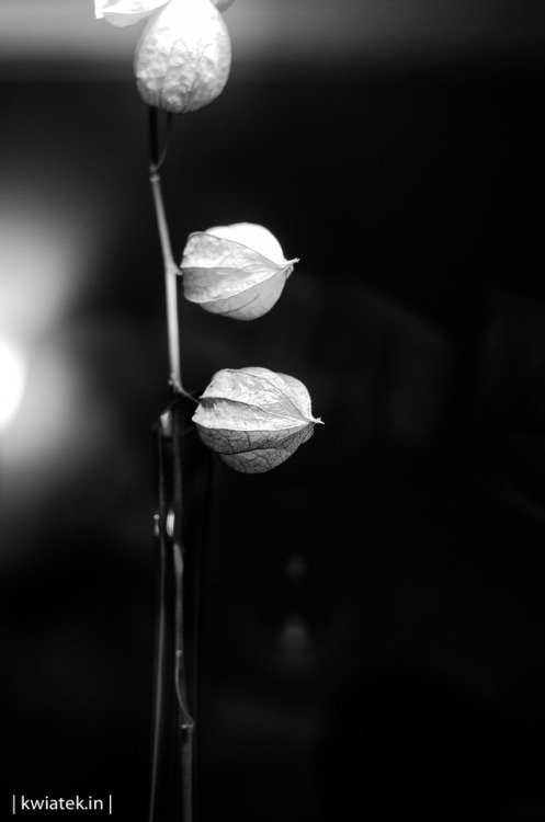 kwiatek: drying flowers | Munich, May 2016 | Portfolio | Photo bookstore | Shop | 500px |