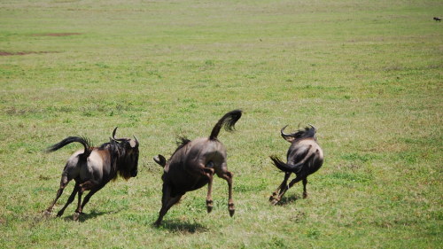 Blue wildebeest (Connochaetes taurinus) frolicking at Ngorongoro Crater in TanzaniaCamille Legge