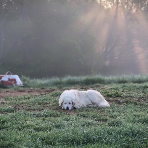 This guy! Keeping watch over his family and flocks. - - - - #greatpyrenees #foggy #sunrise #farmlife