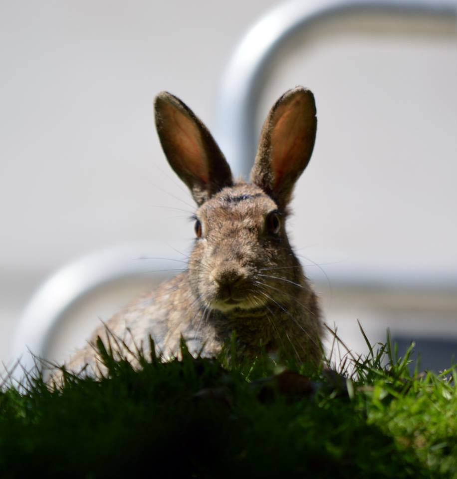 A belated Happy Easter from #UEA and our Easter Bunnies!