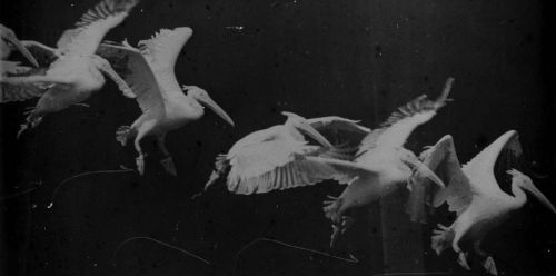 PHYSICS &amp; ART: BODIES IN MOTION VS. TIMEÉtienne-Jules Marey (French, 1830-1904)&Eacut