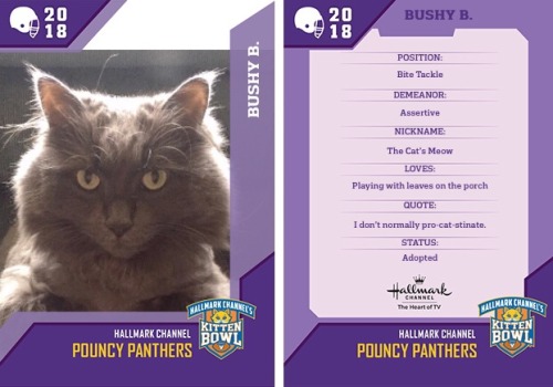 thesiouxzy:Bushy B. enjoying the Kitten Bowl before the Superb Owl starts