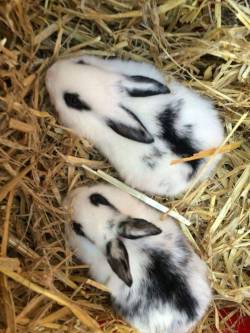 pickle-pippa:  Meet my new Bunny 😁 😄 🐇 I have reserved this beautiful girl (top). Me and Daddy are picking her up in 8 daaaays 😍 I’m so super in love, but I need help thinking of a name, as I suck at naming things!!! So pleeeease lent me