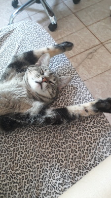 catsuggest:  my cat Gabi chillin after a long morning of hunting cockroaches