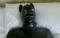 Quick interview of my bro Wolf Pup in his rubber dog hood