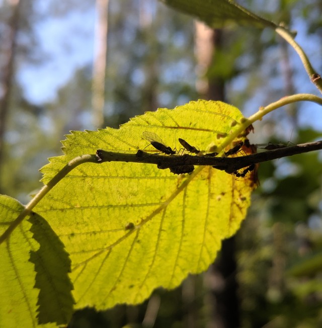 Aphididae and Formica fusca on leaf.