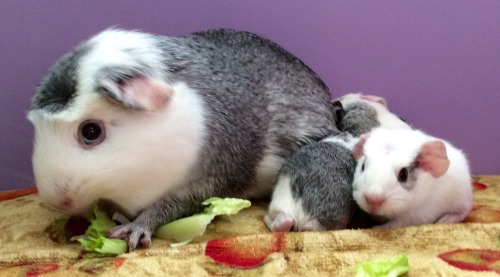 cherishedcavies: Birth Announcement . Bella had her babies today. Four beautiful little pigs. Three 